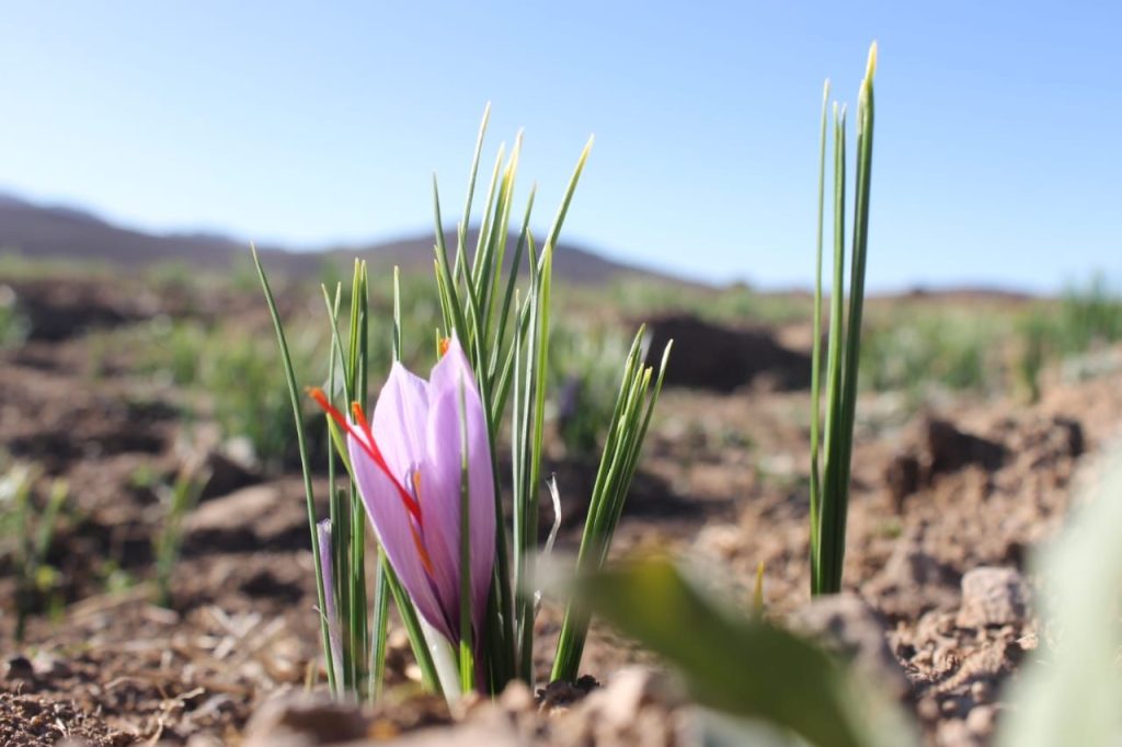 La fleur du Safran