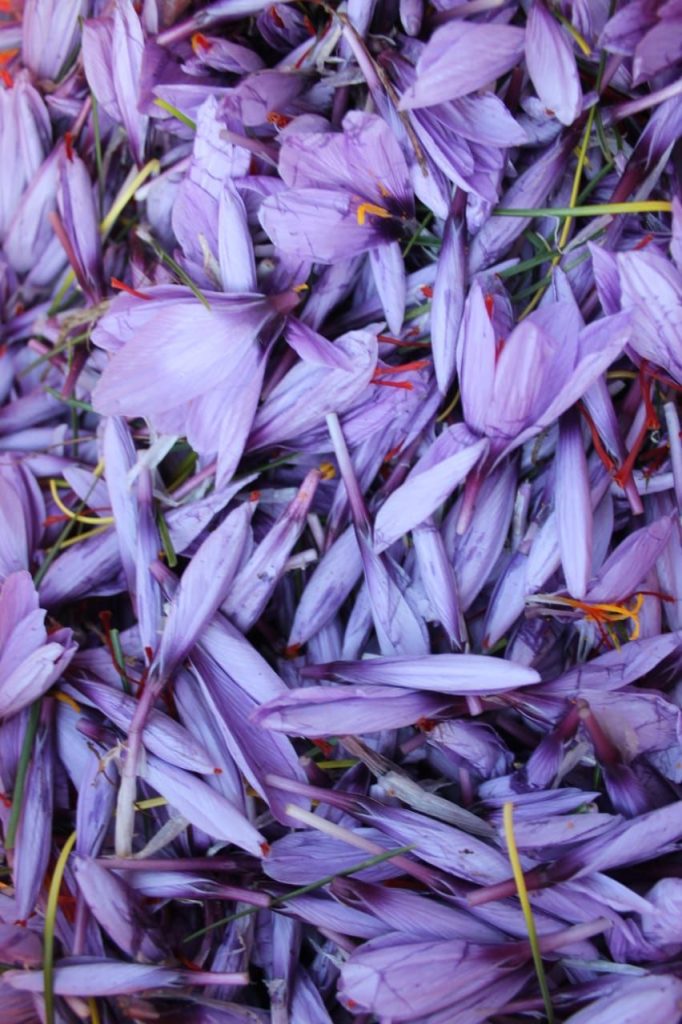 Fleur de Safran Fleur de Safran