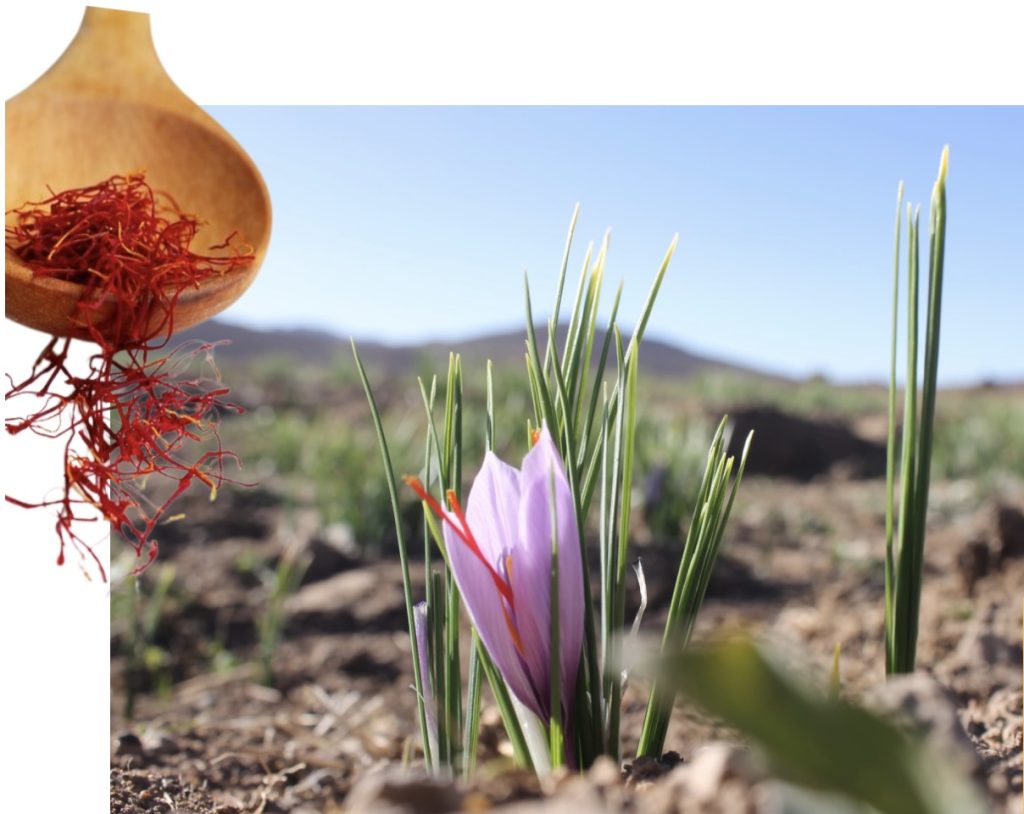 La fleur du Safran rouge de Taliouine