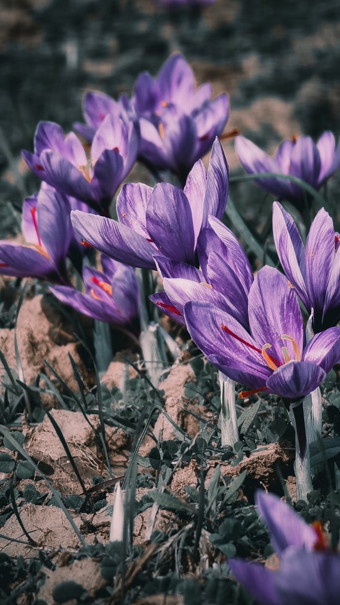 Purple crocus flowers blooming outdoors, showcasing nature's beauty in a garden setting.