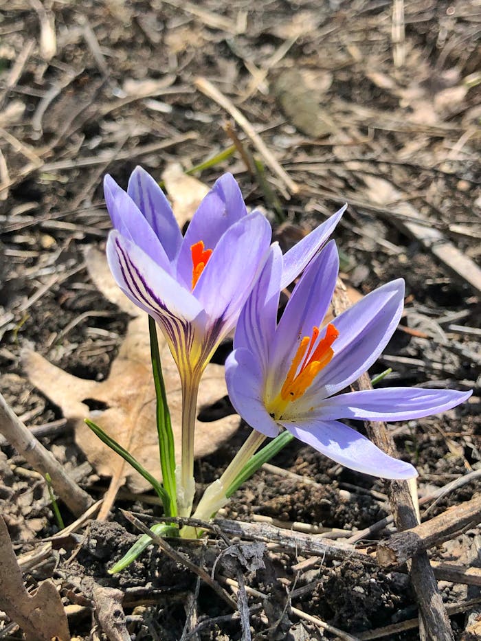 Close-up of blooming crocus flowers in Pyatigorsk, Russia, showcasing vibrant purple petals and vivid orange stigmas.
