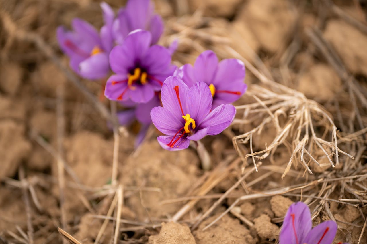Close-up of vibrant purple saffron crocus flowers in an earthy outdoor setting.