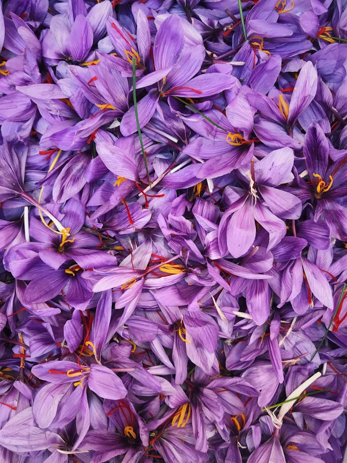 Close-up of vibrant saffron flowers in bloom, showcasing vivid purple petals and bright orange stamens.