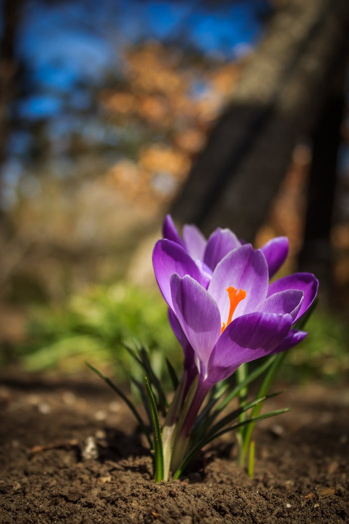 A striking purple crocus flower blossoming in sunlight, signaling the arrival of spring.