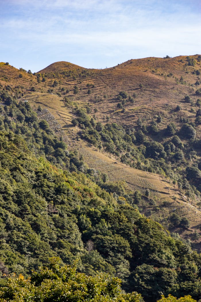 Beautiful hillside landscape featuring lush green trees and a clear sky, perfect for nature enthusiasts.