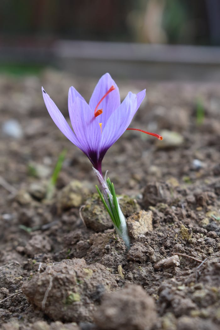 Delicate saffron crocus blooming in a Srinagar garden, symbolizing natural growth and beauty.