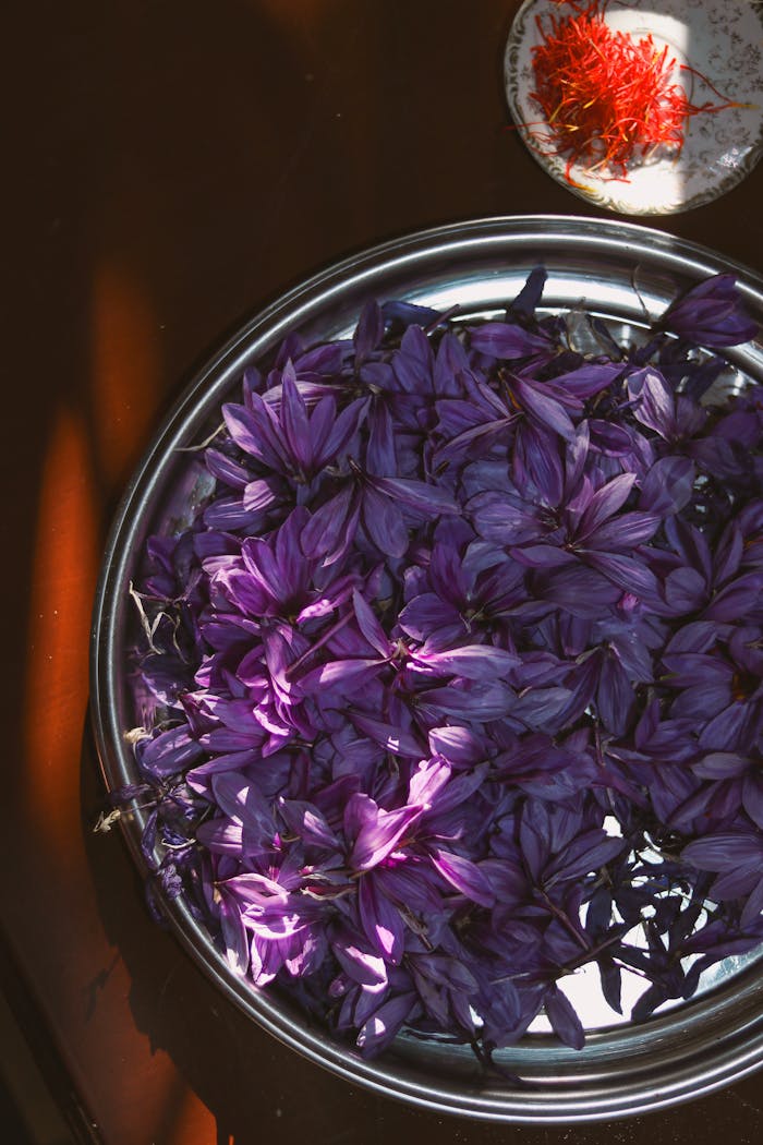 Vibrant purple saffron crocus flowers fill a metal bowl, with saffron strands on the side, under warm light.