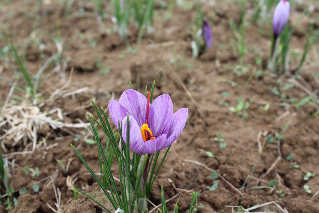 Close-up of a vibrant purple saffron crocus flower blooming in a garden during fall.