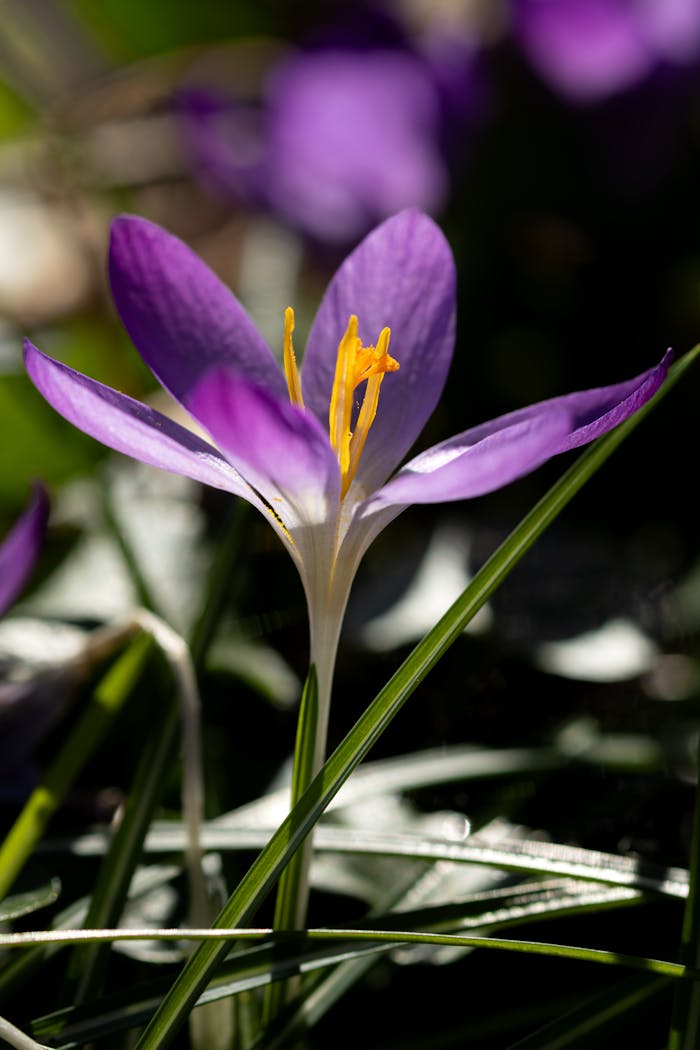 A detailed shot of a purple crocus flower with vivid petals, capturing the essence of spring.
