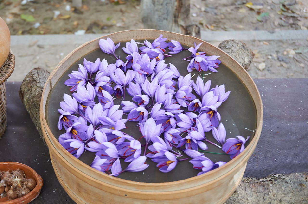A close-up of vibrant purple crocuses displayed in a wooden bowl, capturing their delicate petals.