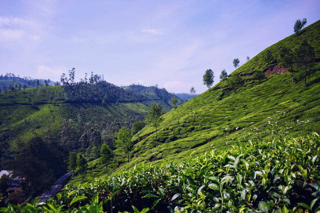 Vibrant green tea plantations stretch across rolling hills under a clear blue sky.