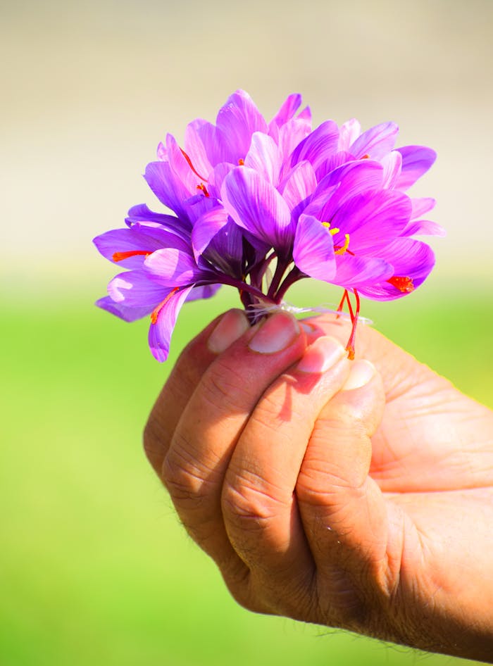 Hand holding vibrant purple saffron flowers, close-up in Pampore.
